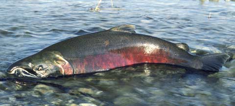 Boreal Forest Fish Species - Sockeye Salmon