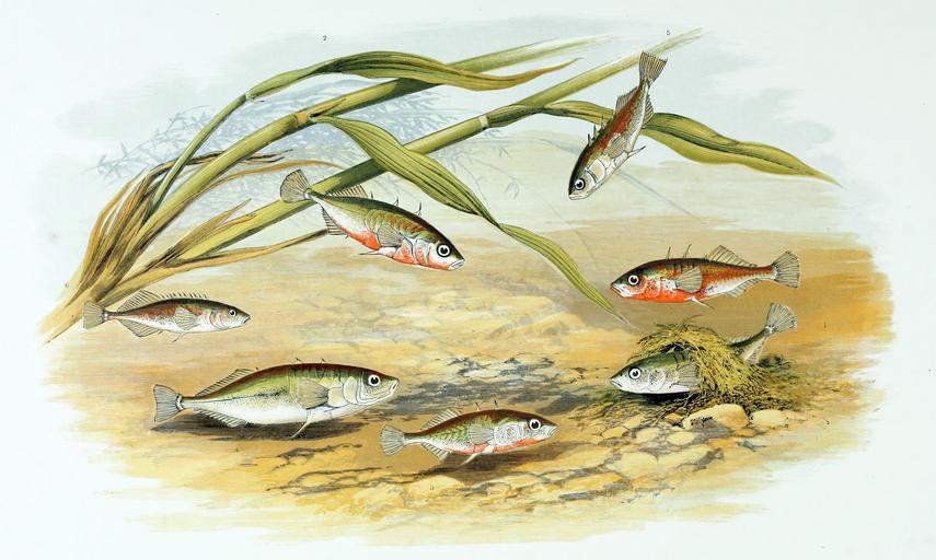 Boreal Forest Fish Species - Sticklebacks