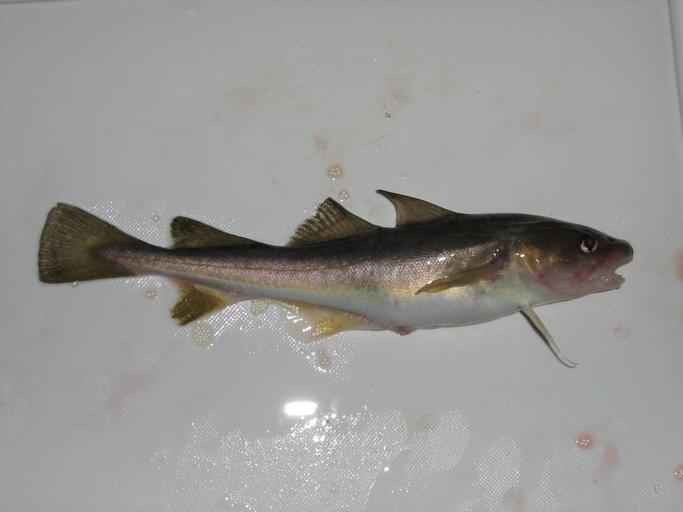 Boreal Forest Fish Species - Tomcod