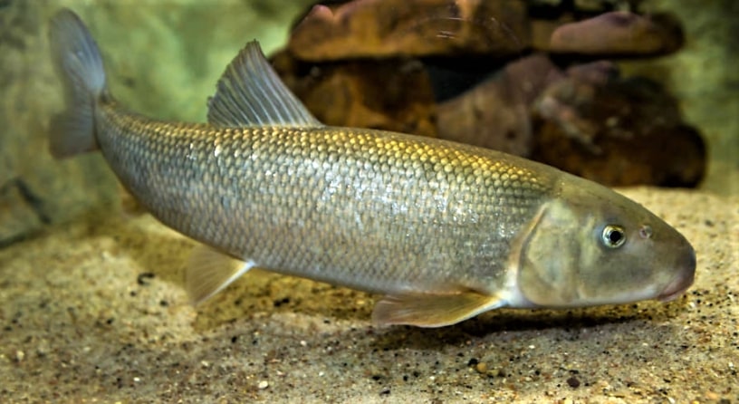 Boreal Forest Fish Species - White Sucker