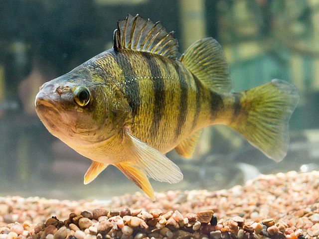 Boreal Forest Fish Species - Yellow Perch