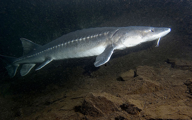 Boreal Forest Fish - White Sturgeon