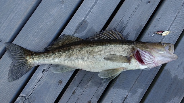 Boreal forest Fish Species - Walleye