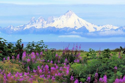 Cook Inlet Taiga - Mt Iliamna