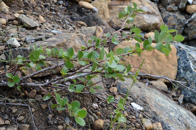 How to Identify & Propagate Bog Birch (Betula pumila)