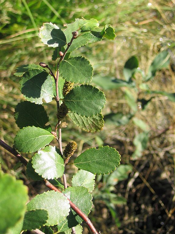 How to Identify & Propagate Bog Birch (Betula pumila) Leaf & Flower