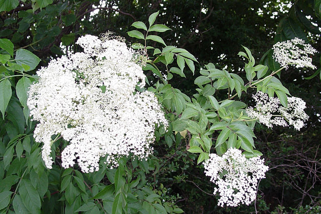 How to Identify & Propagate Canadian Elderberry (Sambucus nigra canadensis) Flower