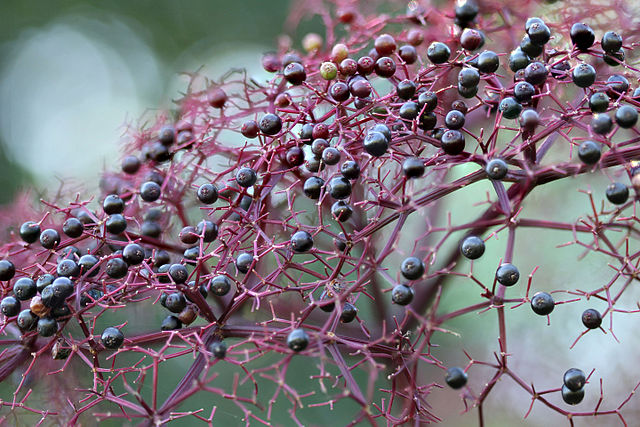 How to Identify & Propagate Canadian Elderberry (Sambucus nigra canadensis) Fruit