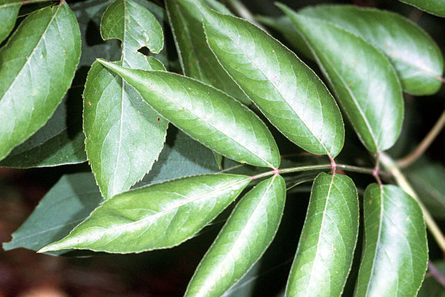 How to Identify & Propagate Canadian Elderberry (Sambucus nigra canadensis) leaf