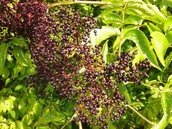 How to Identify & Propagate Canadian Elderberry (Sambucus nigra canadensis)-min