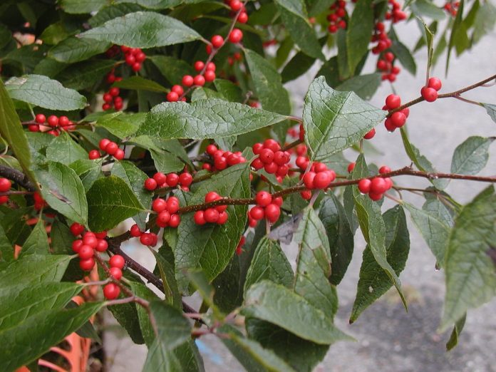 How to Identify & Propagate Common Winterberry (Ilex verticillata)