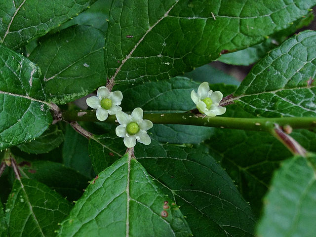 How to Identify & Propagate Common Winterberry (Ilex verticillata) - Flower