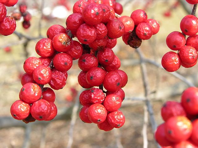 How to Identify & Propagate Common Winterberry (Ilex verticillata) - Fruit