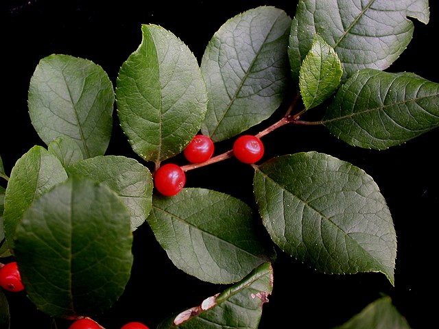 How to Identify & Propagate Common Winterberry (Ilex verticillata) - Leaves