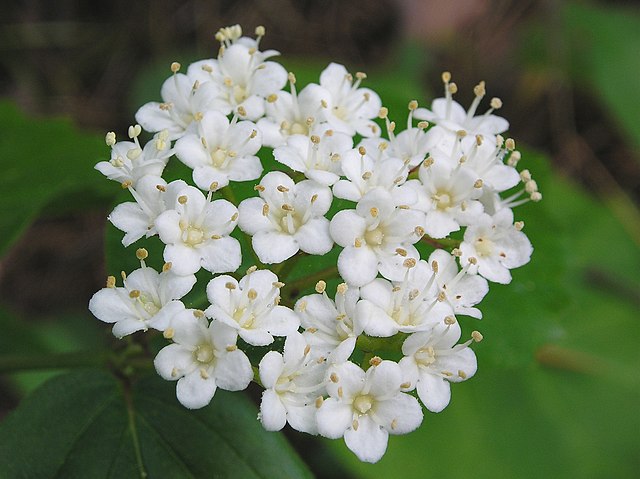 How to Identify & Propagate Downy Arrowwood (Viburnum rafinesquianum) Flower