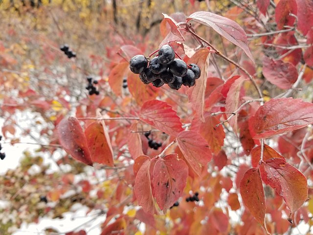 How to Identify & Propagate Downy Arrowwood (Viburnum rafinesquianum) Fruit