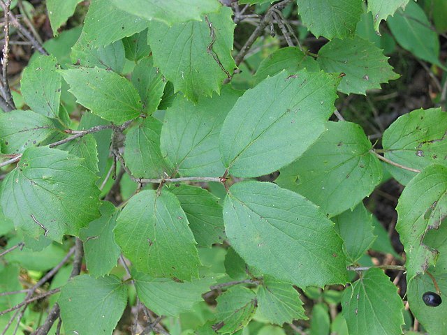How to Identify & Propagate Downy Arrowwood (Viburnum rafinesquianum) Leaf