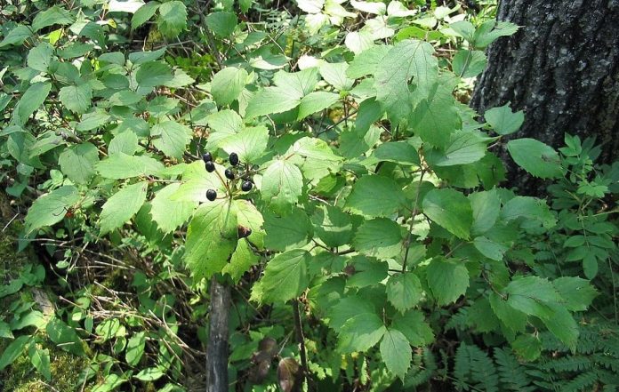 How to Identify & Propagate Downy Arrowwood (Viburnum rafinesquianum)