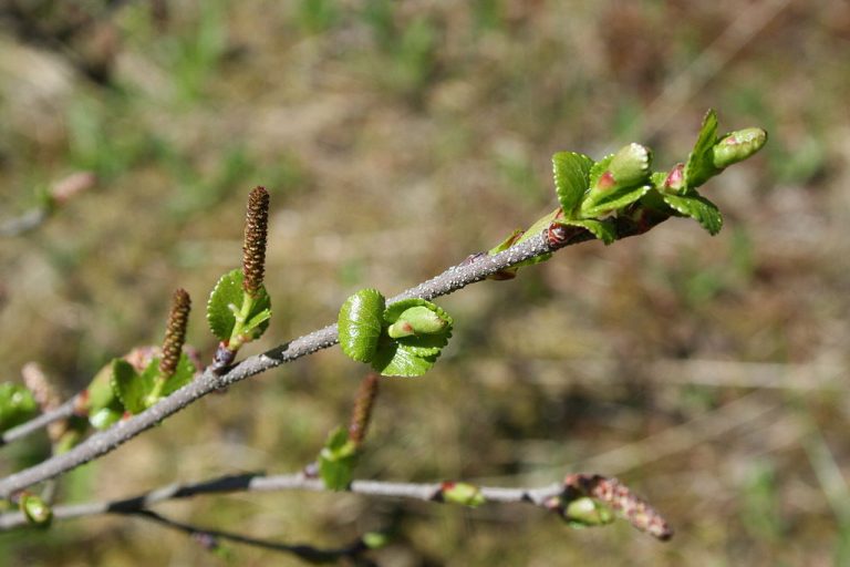 How to Identify & Propagate Dwarf Birch (Betula glandulosa)