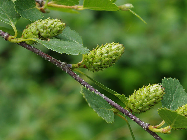 How to Identify & Propagate Dwarf Birch (Betula glandulosa) - Flower