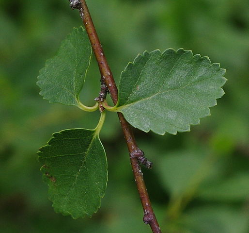 How to Identify & Propagate Dwarf Birch (Betula glandulosa) - Leaf