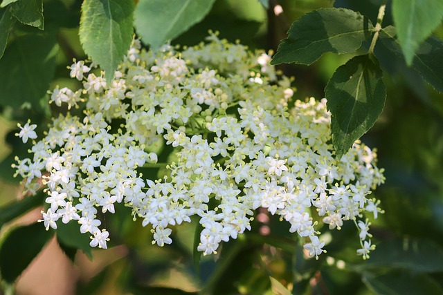 How to Identify & Propagate European Elderberry (Sambucus nigra) Flower