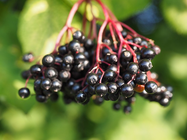 How to Identify & Propagate European Elderberry (Sambucus nigra) Fruit