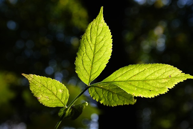 How to Identify & Propagate European Elderberry (Sambucus nigra) Leaf