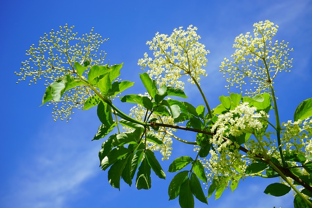 How to Identify & Propagate European Elderberry (Sambucus nigra)