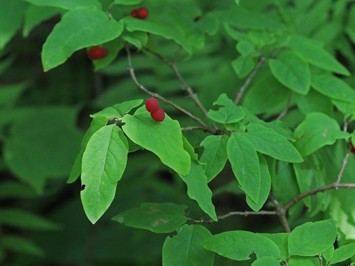 How to Identify & Propagate Fly Honeysuckle (Lonicera canadensis)