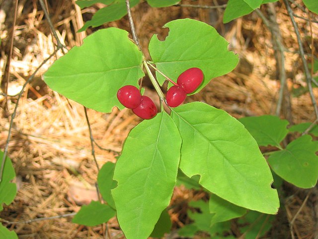 How to Identify & Propagate Fly Honeysuckle (Lonicera canadensis) - Fruit