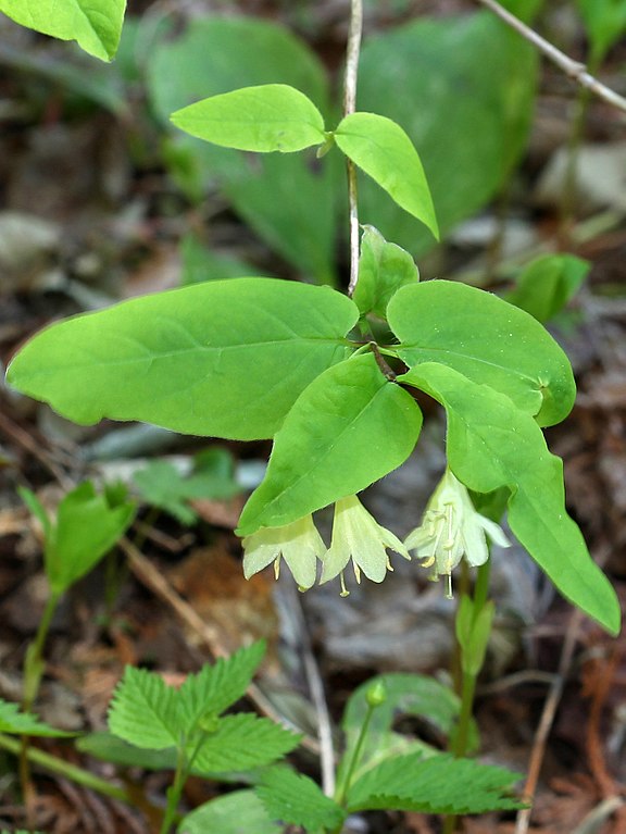 How to Identify & Propagate Fly Honeysuckle (Lonicera canadensis) - Leaf