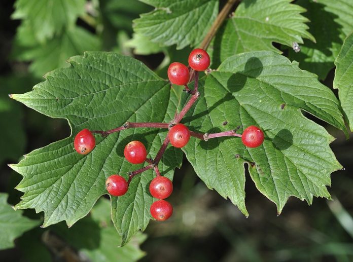 How to Identify & Propagate Guelder Rose (Viburnum opulus)