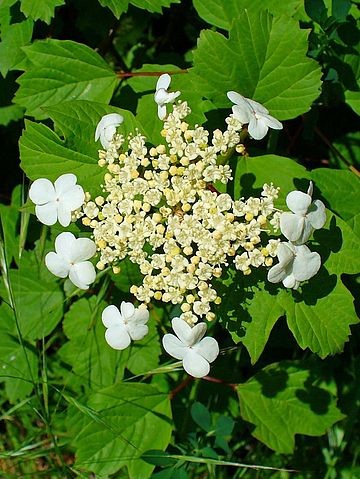 How to Identify & Propagate Guelder Rose (Viburnum opulus) - Flower