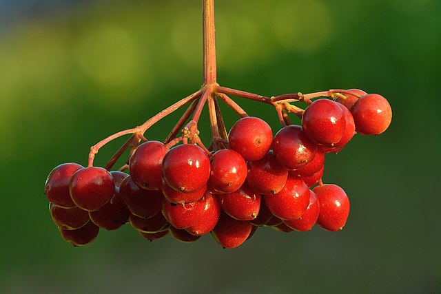 How to Identify & Propagate Guelder Rose (Viburnum opulus) - Fruit