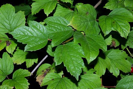 How to Identify & Propagate Guelder Rose (Viburnum opulus) - Leaves