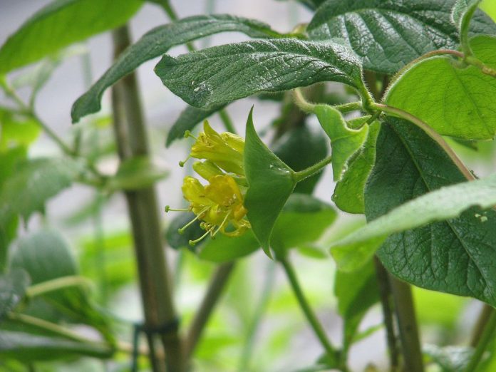 How to Identify & Propagate Hairy Honeysuckle (Lonicera hirsuta)