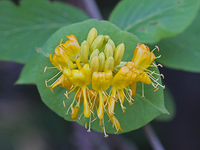 How to Identify & Propagate Hairy Honeysuckle (Lonicera hirsuta) - Flower
