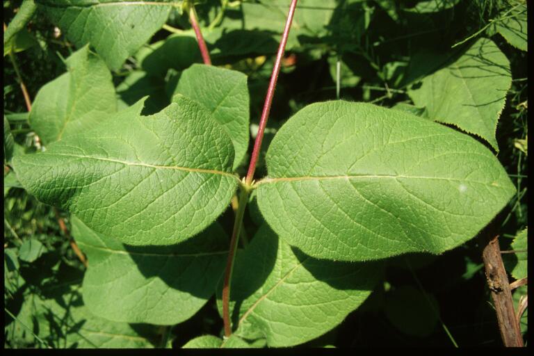 How to Identify & Propagate Hairy Honeysuckle (Lonicera hirsuta)