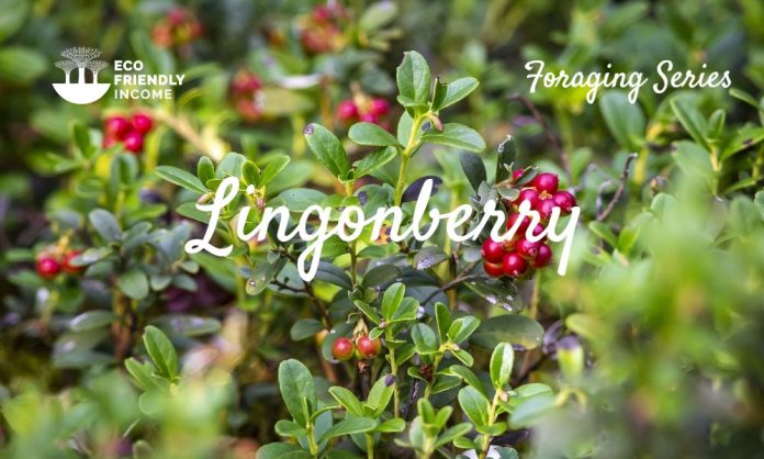 How to Identify & Propagate Lingonberry (Vaccinium vitis-idaea) (1)