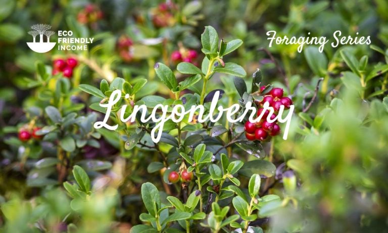 How to Identify & Propagate Lingonberry (Vaccinium vitis-idaea) (1)