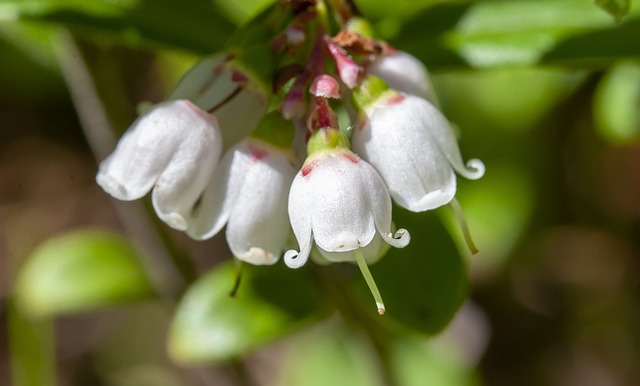 How to Identify & Propagate Lingonberry (Vaccinium vitis-idaea) - Flower