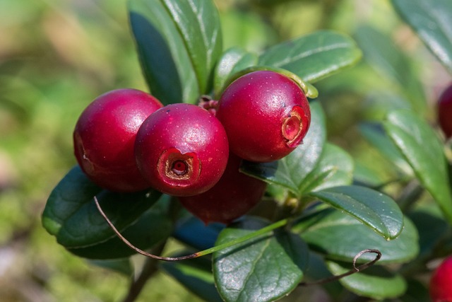 How to Identify & Propagate Lingonberry (Vaccinium vitis-idaea) - Fruit