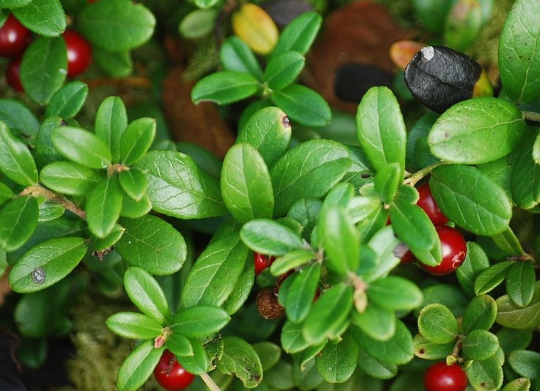 How to Identify & Propagate Lingonberry (Vaccinium vitis-idaea) - Leaves