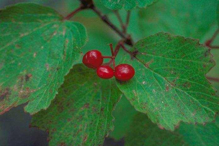 How to Identify & Propagate Mooseberry (Viburnum edule)