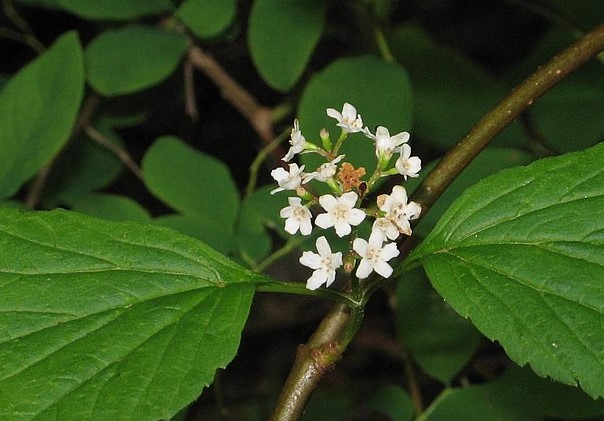 How to Identify & Propagate Mooseberry (Viburnum edule) - Flowers