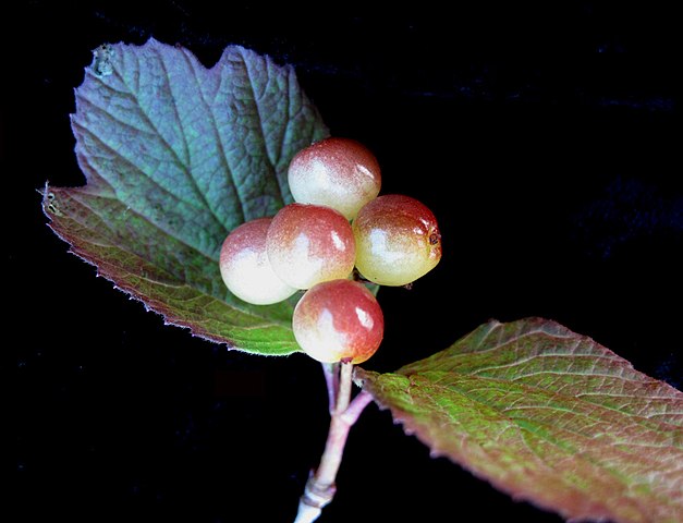 How to Identify & Propagate Mooseberry (Viburnum edule) - Fruit