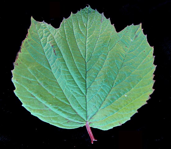 How to Identify & Propagate Mooseberry (Viburnum edule) - Leaves (2)