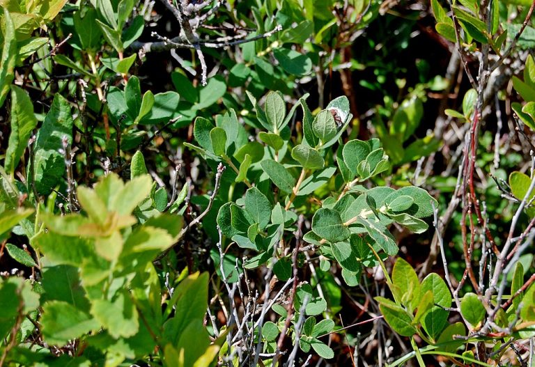 How to Identify & Propagate Mountain Fly Honeysuckle (Lonicera villosa)