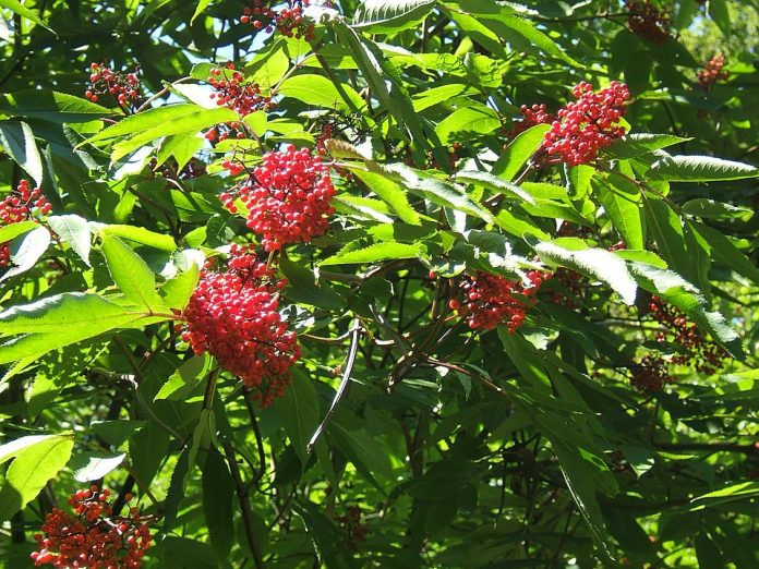 How to Identify & Propagate Red Elderberry (Sambucus racemosa)
